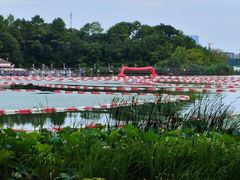 -金鸡湖桃花岛