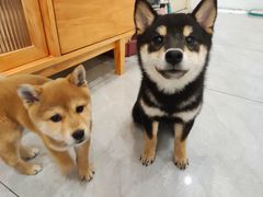 -柴犬小屋·柴餐厅·狗咖食堂(金鼎广场店)