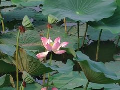 -榴莲咖啡馆