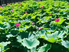 -莲花池公园