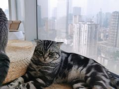 -Catmate·猫肥家润(金润铂宫店)