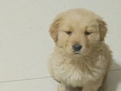 -佳怡动物医院·平价24小时·猫专科骨外科