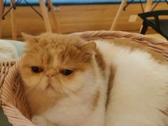-滚猫咖啡·猫咖·猫友好撸猫(未来城店)