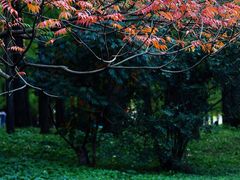 -上海共青森林公园