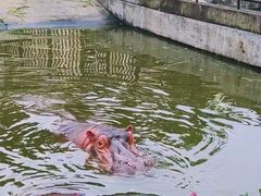 -合肥野生动物园