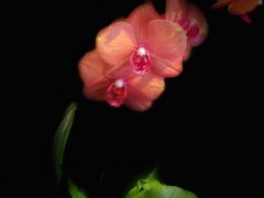 -龙大花卉苗木市场