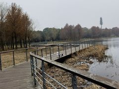 -贡湖湾湿地公园