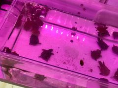 -双季花艺园艺市场(浦东店)