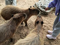 -西霞口神雕山野生动物世界