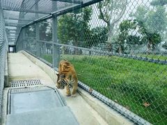 -西霞口神雕山野生动物世界