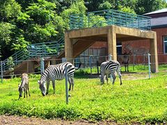 -哈尔滨北方森林动物园