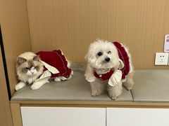 -瑞派康怡24h宠物医院·犬猫医疗中心·微创绝育(瑞景分院)