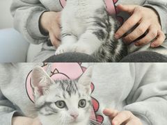 -lincat·猫舍(广州店)