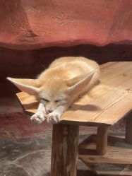 -Zoolung Zoolung动物主题公园(海信广场店)