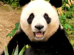 -石家庄市动物园