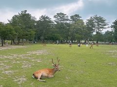 -奈良公园