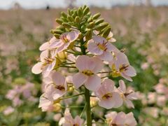 -中国天府农业博览园