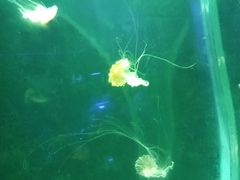 -临沂极地海洋王国