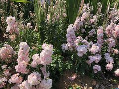 -松山湖梦幻百花洲