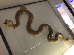 -巴尔多国家博物馆