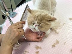 -北京观赏动物医院·24小时大型综合·猫专科·异宠专科