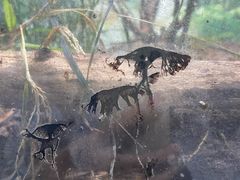 -上海大自然野生昆虫馆