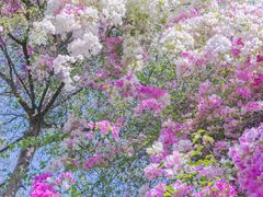 -深圳国际园林花卉博览园