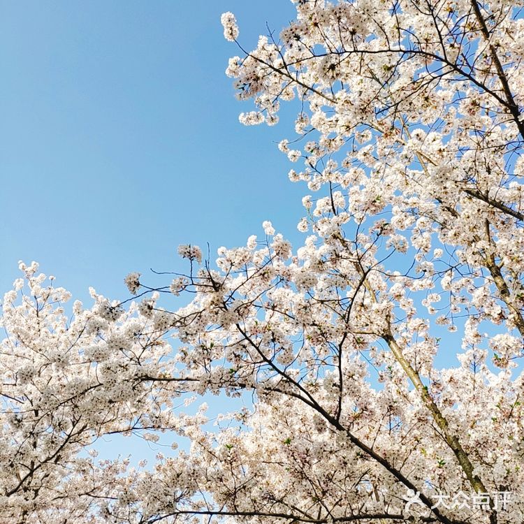 春天贩卖机🍧这里的樱花真美啊🌸