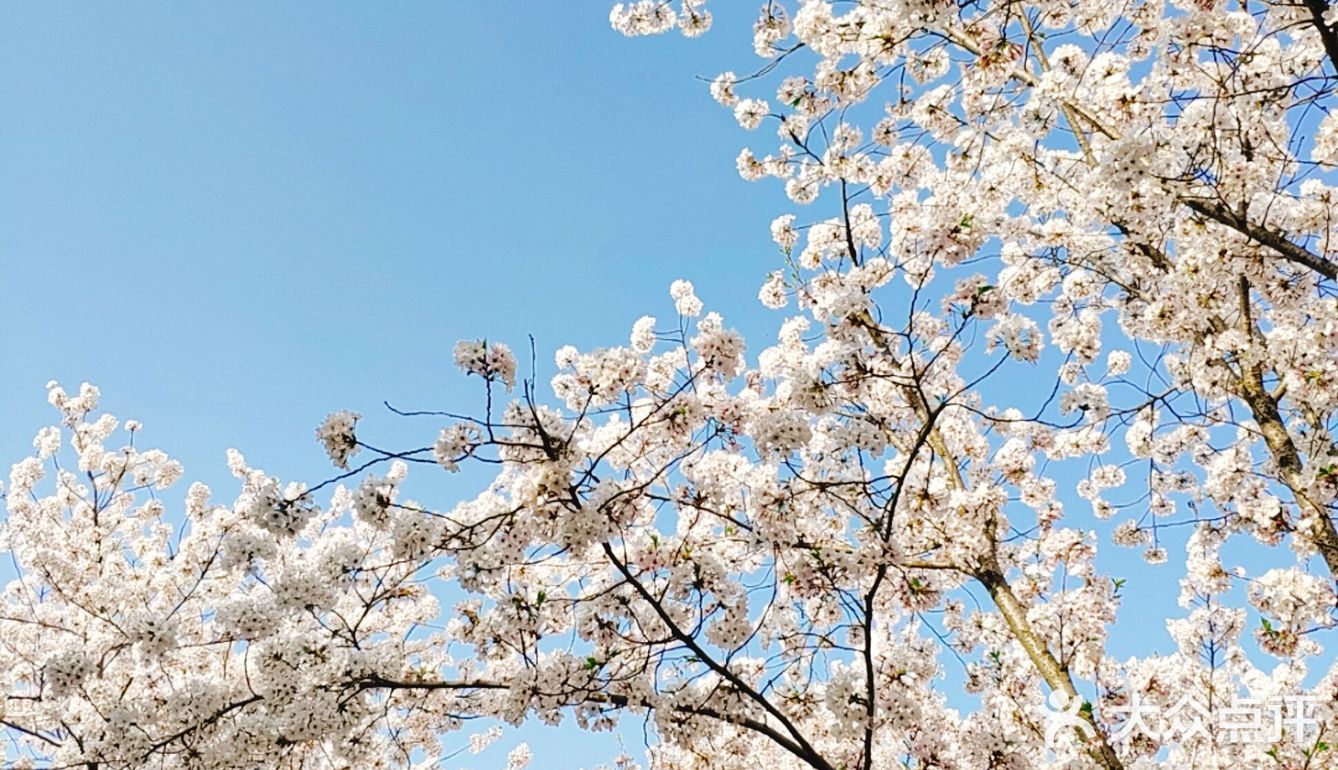 春天贩卖机🍧这里的樱花真美啊🌸