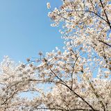 春天贩卖机🍧这里的樱花真美啊🌸