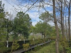 -合肥滨湖国家森林公园