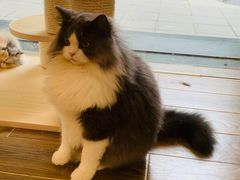 -猫大福·Fortune Cat猫舍(百子湾店)