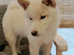 -南京Hallo宠物乐园·哈罗犬舍·柴犬繁育基地