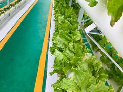 -兰陵国家农业公园