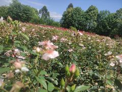 -都江堰玫瑰花溪谷