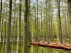 -渌洋湖湿地公园
