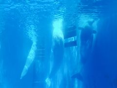 -海合安成都极地海洋公园