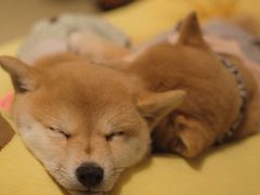 -逗柴咖啡屋·狗咖猫咖宠物桌游