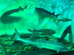 -太平洋海底世界