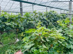 -马陆小张葡萄园农家乐