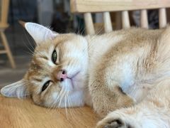 -楼上猫咖(罗湖店)