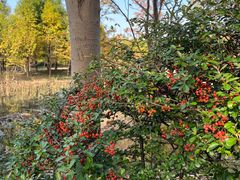 -昆山城市生态森林公园