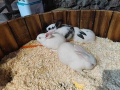 -正佳雨林生态植物园