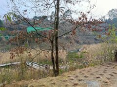 -黄龙溪欢乐田园