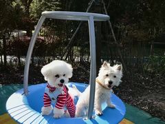 -翊宠yipet猫狗购宠庄园犬舍•猫舍