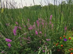 -永定河休闲森林公园