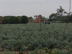 -金谷域澳洲庄园