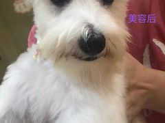 -momokira米努特·德文卷毛猫·棉花面纱犬