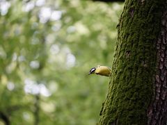 -上海共青森林公园