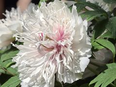 -洛阳市隋唐城遗址植物园